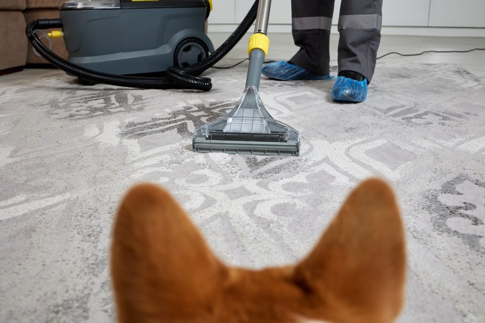 How Do Professional Carpet Cleaners Handle Pet Stains And Odors?