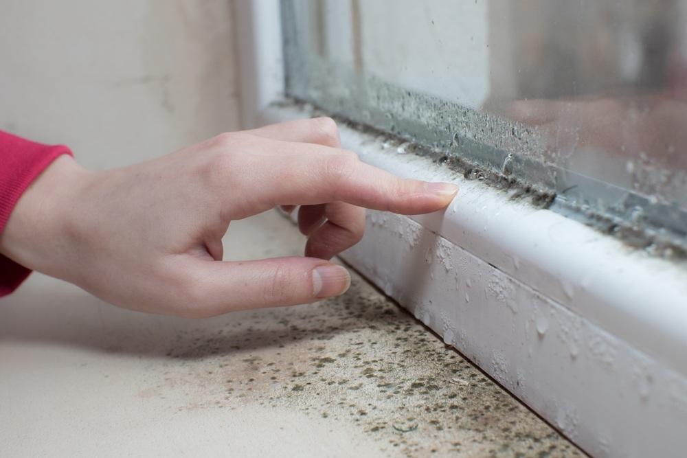 Effective Mold Prevention Tips for Homeowners Year-Round
